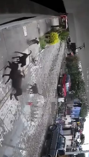 养这种东西就是个祸