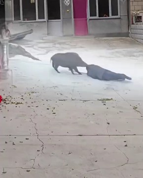 野猪够厉害