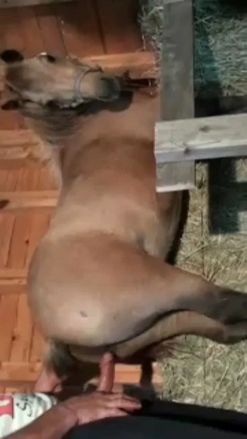 内射母马