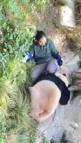 9月19日，重庆动物园一大熊猫推倒饲养员 园方：目前饲养员和大熊猫均无碍