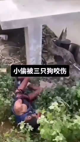 小偷被三只狗咬伤