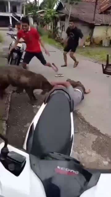 野猪咬人