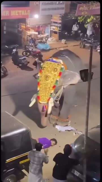 大象事故
