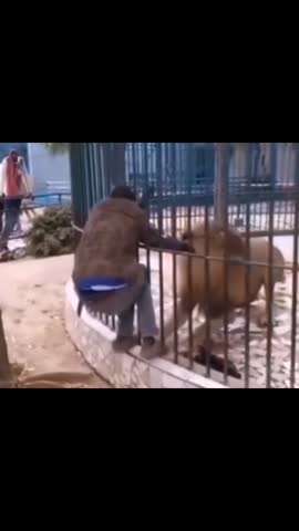 男子被狮子咬住不肯松口