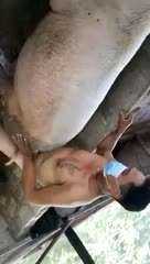 操猪:pig2: