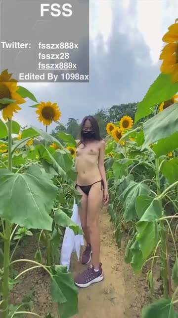 向日葵中的诱惑